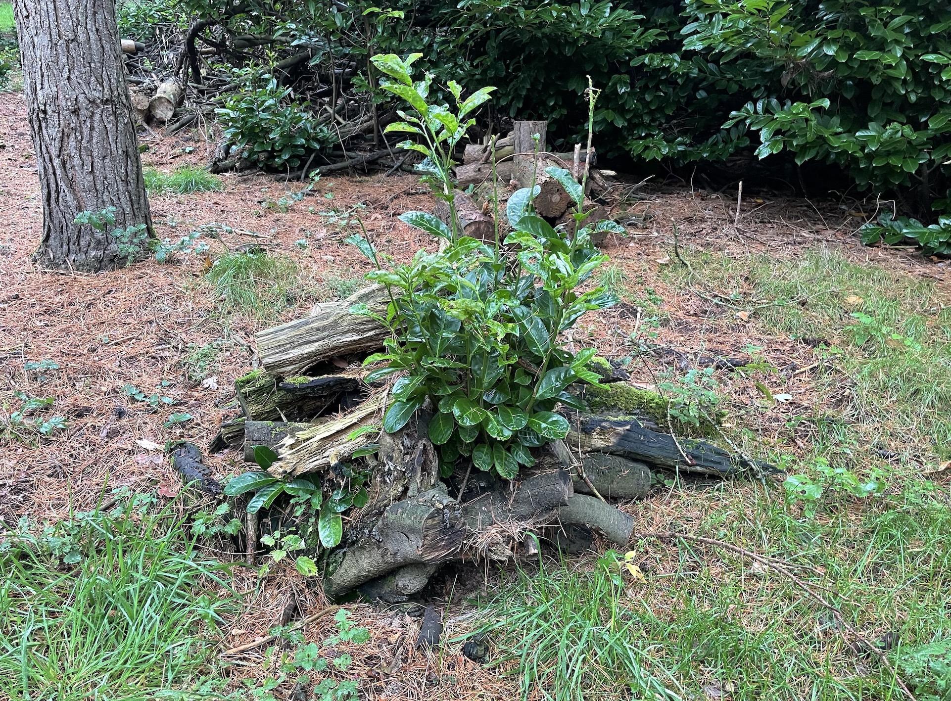 Some mature laurel bush in the background, and a regrowing stump from previous clearance efforts, because it won't die without being sprayed or dug out and burned.
