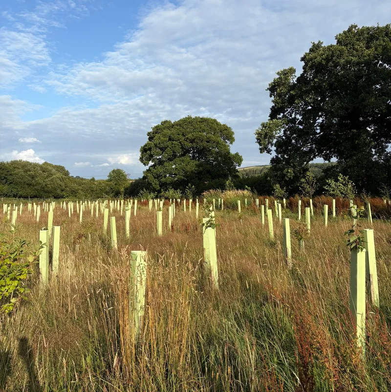 Shillingford - Image 1