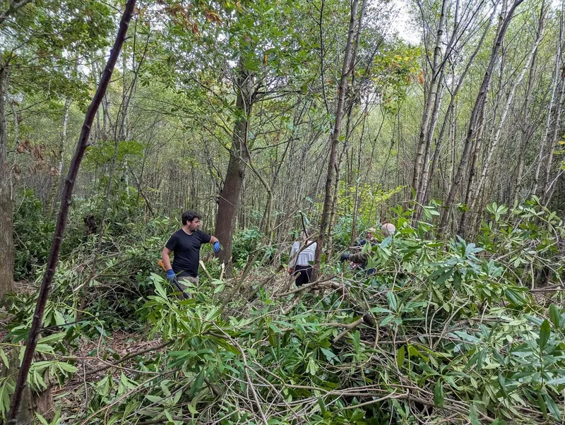 Dolberthog Wood - Image 1