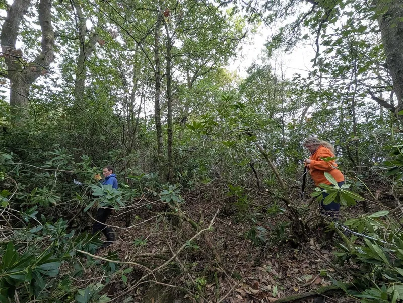 Dolberthog Wood - Image 2