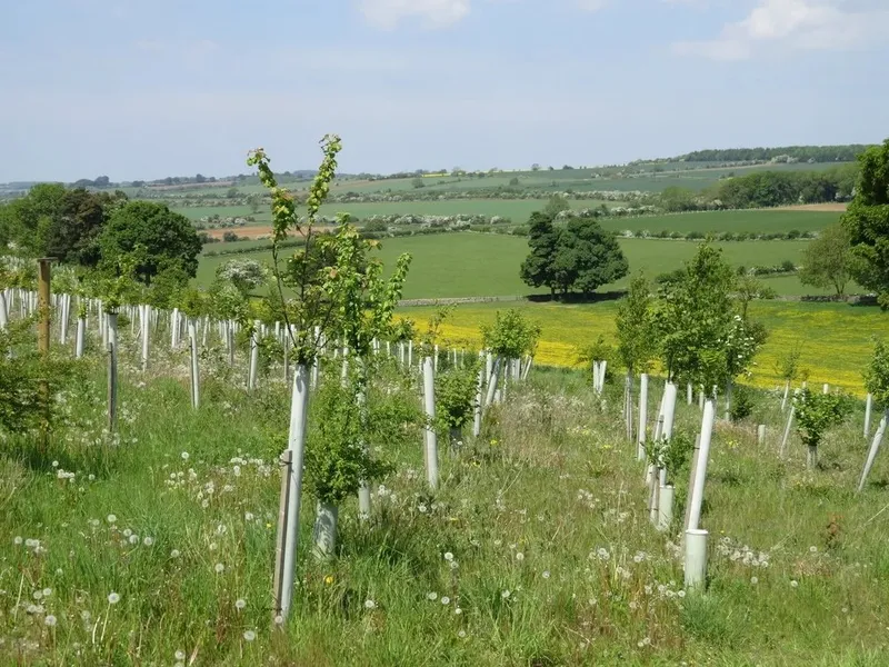 Lower Hampen Farm - Image 2