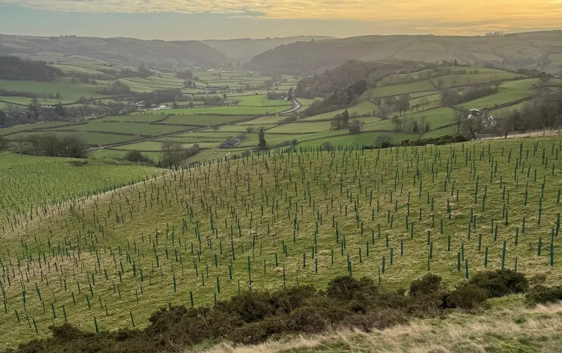 Goytre Wood - Image 2