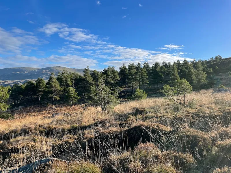 Hardknott Forest - Image 2