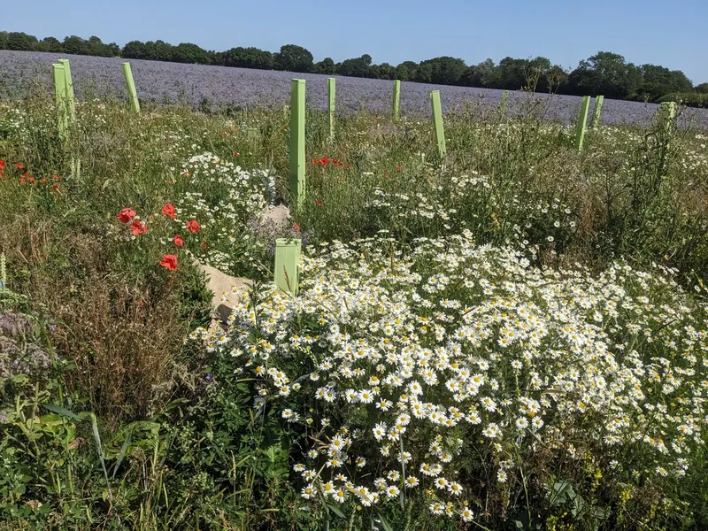 Upp Hall Farm - Image 2