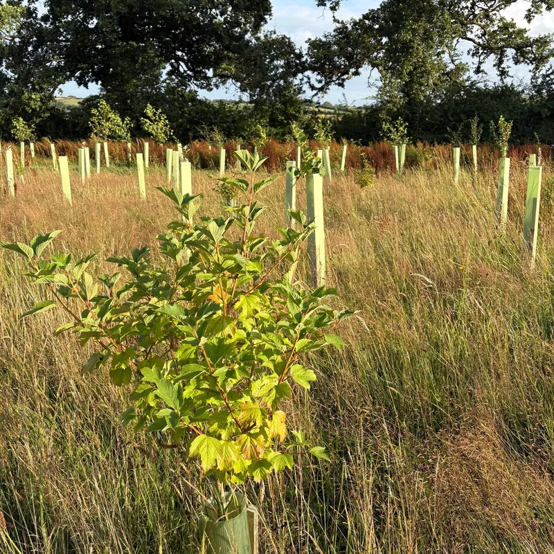 Shillingford - Image 2