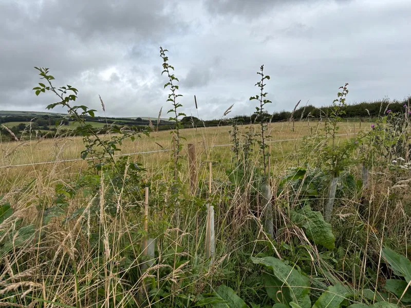 South Molton - Image 2