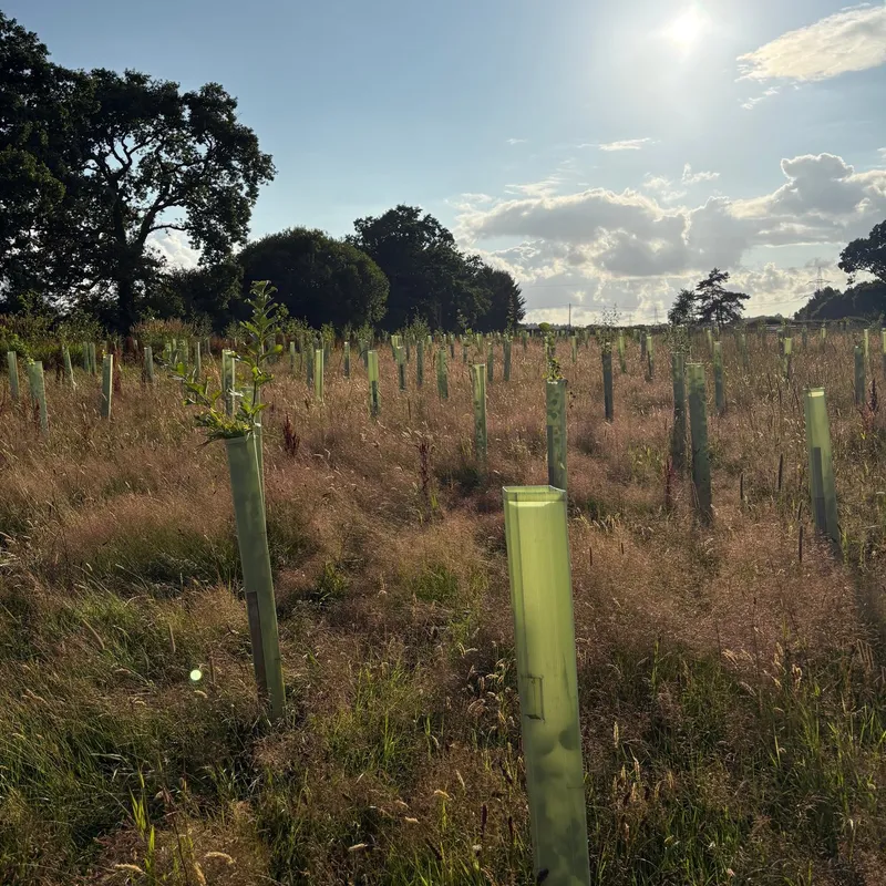 Shillingford - Image 3