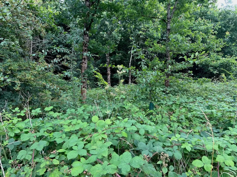 Wadswick Green - Image 3