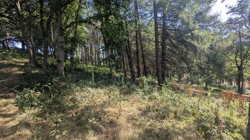 Thorncombe Street - Image 3