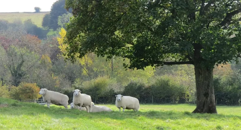 Lower Hampen Farm - Image 3