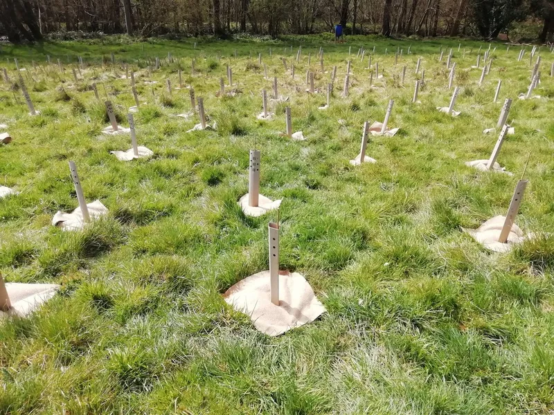 Hazeland Wood - Image 3