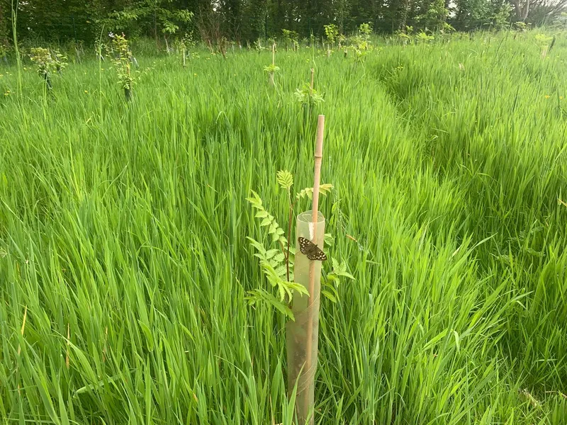 St Donat's Castle - Image 3