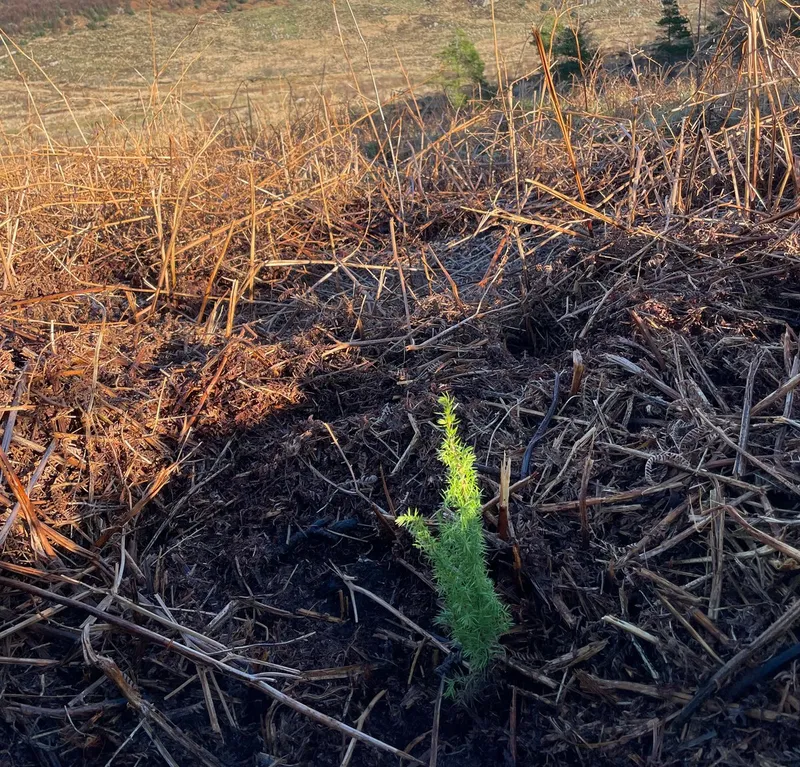 Hardknott Forest - Image 3