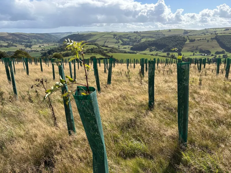 Goytre Wood - Image 3