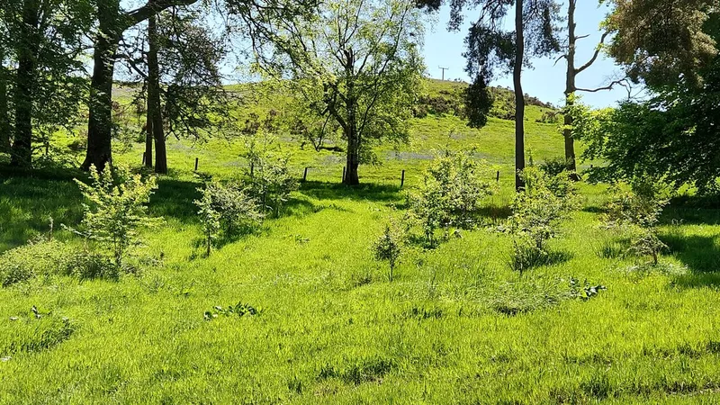 Pantpurlais - Image 4