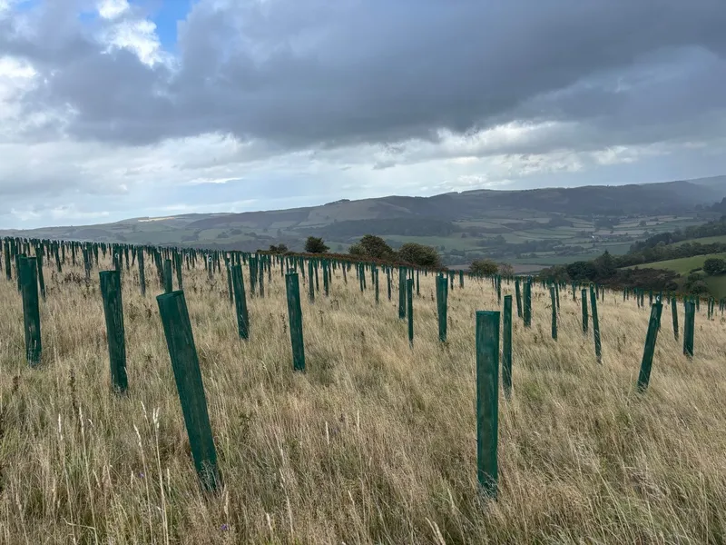 Goytre Wood - Image 4