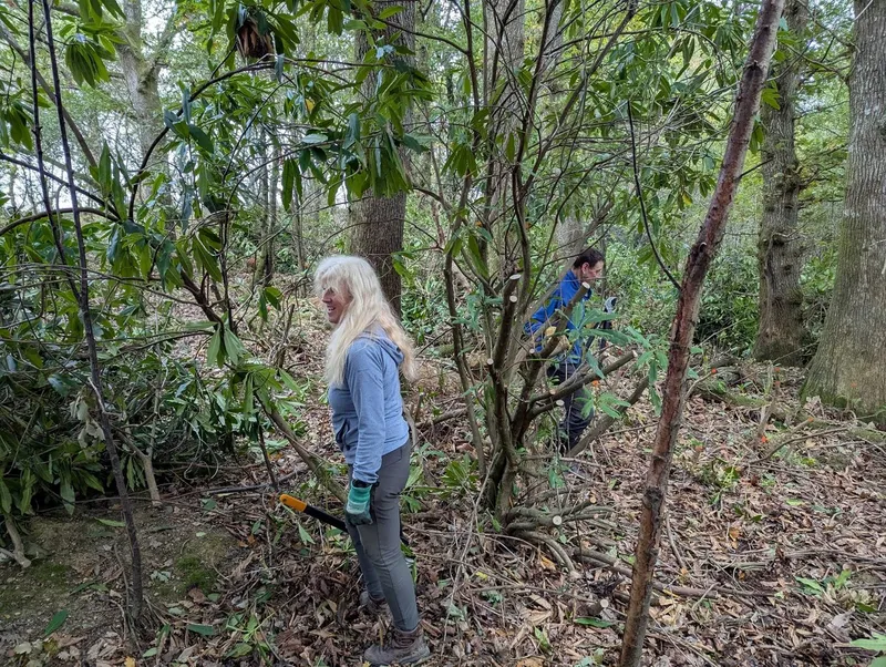 Dolberthog Wood - Image 4