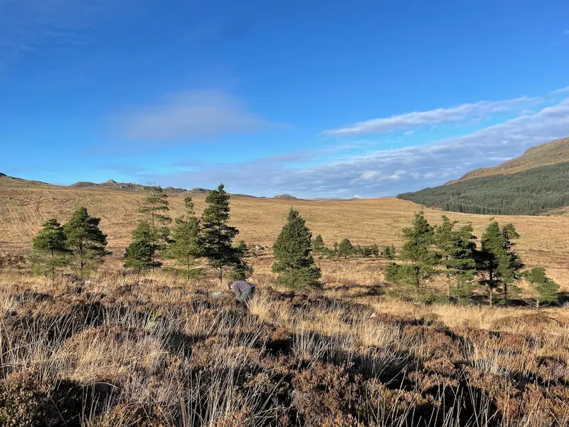 Hardknott Forest - Image 4