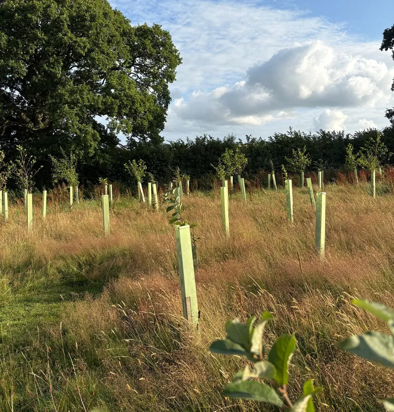 Shillingford - Image 4