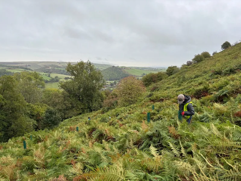 Goytre Wood - Image 5