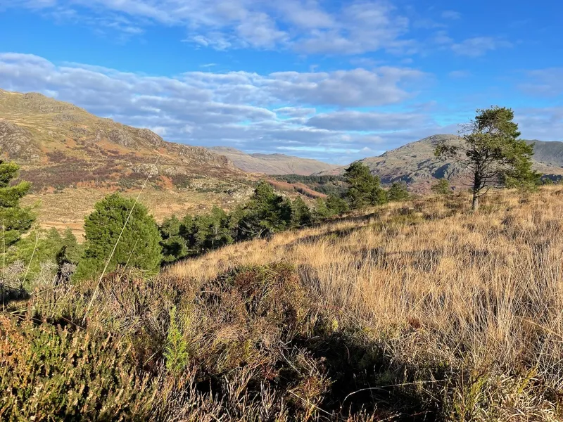 Hardknott Forest - Image 5