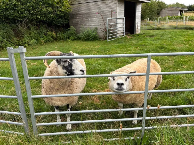 South Molton - Image 6