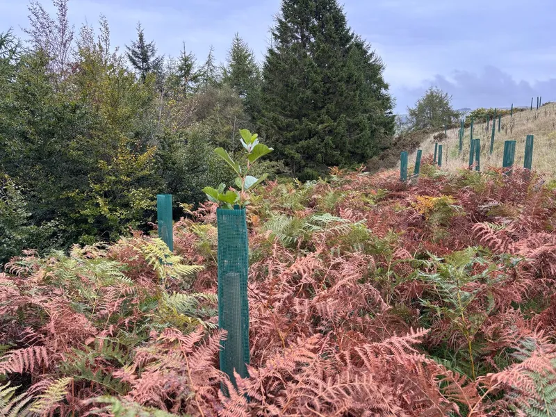 Goytre Wood - Image 6