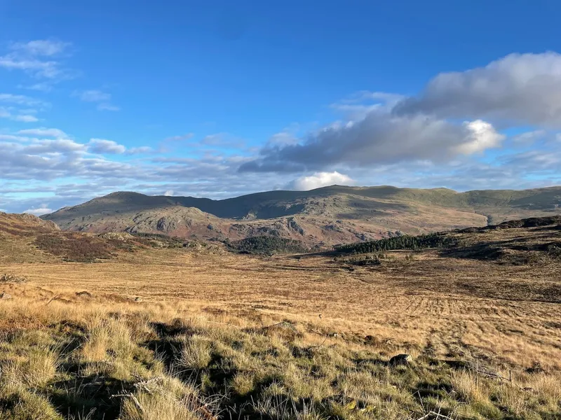 Hardknott Forest - Image 7