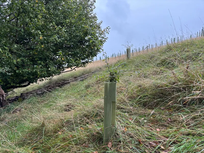 Goytre Wood - Image 7