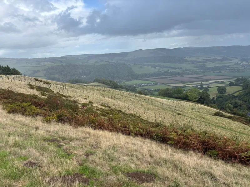 Goytre Wood - Image 8