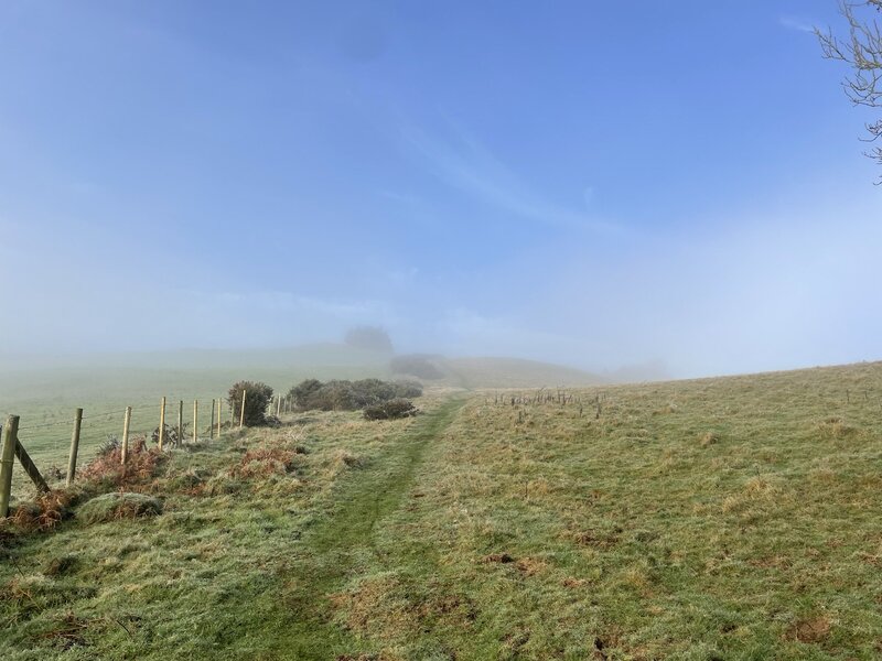 11,000 o goed i'w plannu gan hybu bioamrywiaeth yng Ngogledd Cymru