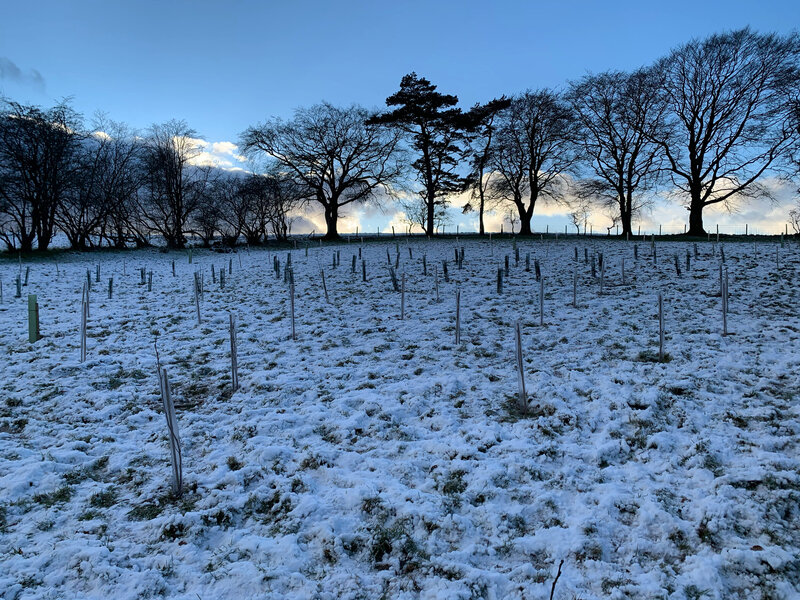 New Milestone Reached: 2,000 Trees Planted