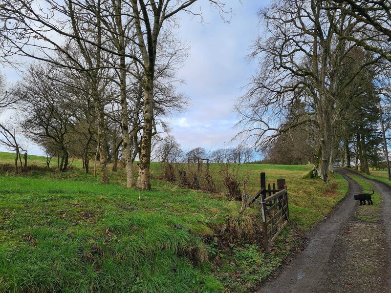 Next Project: 500 Trees in Wales