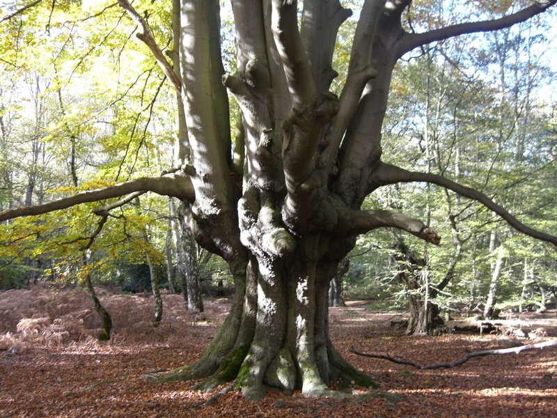 Ancient woodlands - places of huge ecological diversity