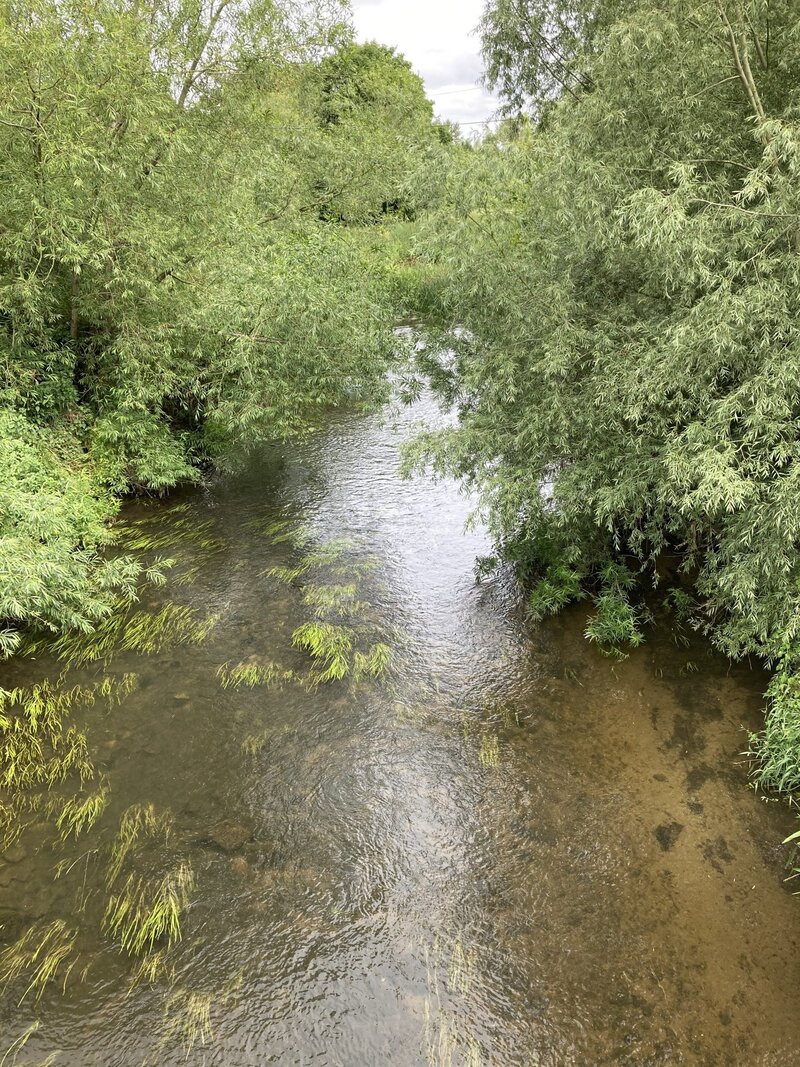 Balsam Bash: Why Yanking Weeds with BART Matters (and Why You’ll Want to Join Us Next Time)