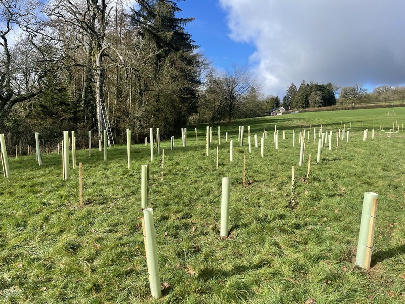 Blending Natural Regeneration and Tree Planting: A Woodland Success Story