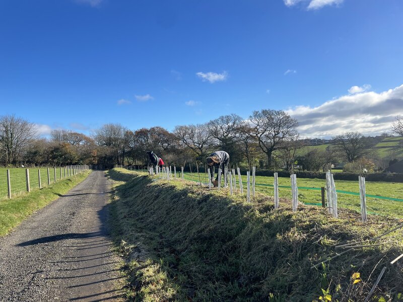 Blossoming biodiversity: Cultivating a hedgerow oasis on a Cornish farm near Liskeard