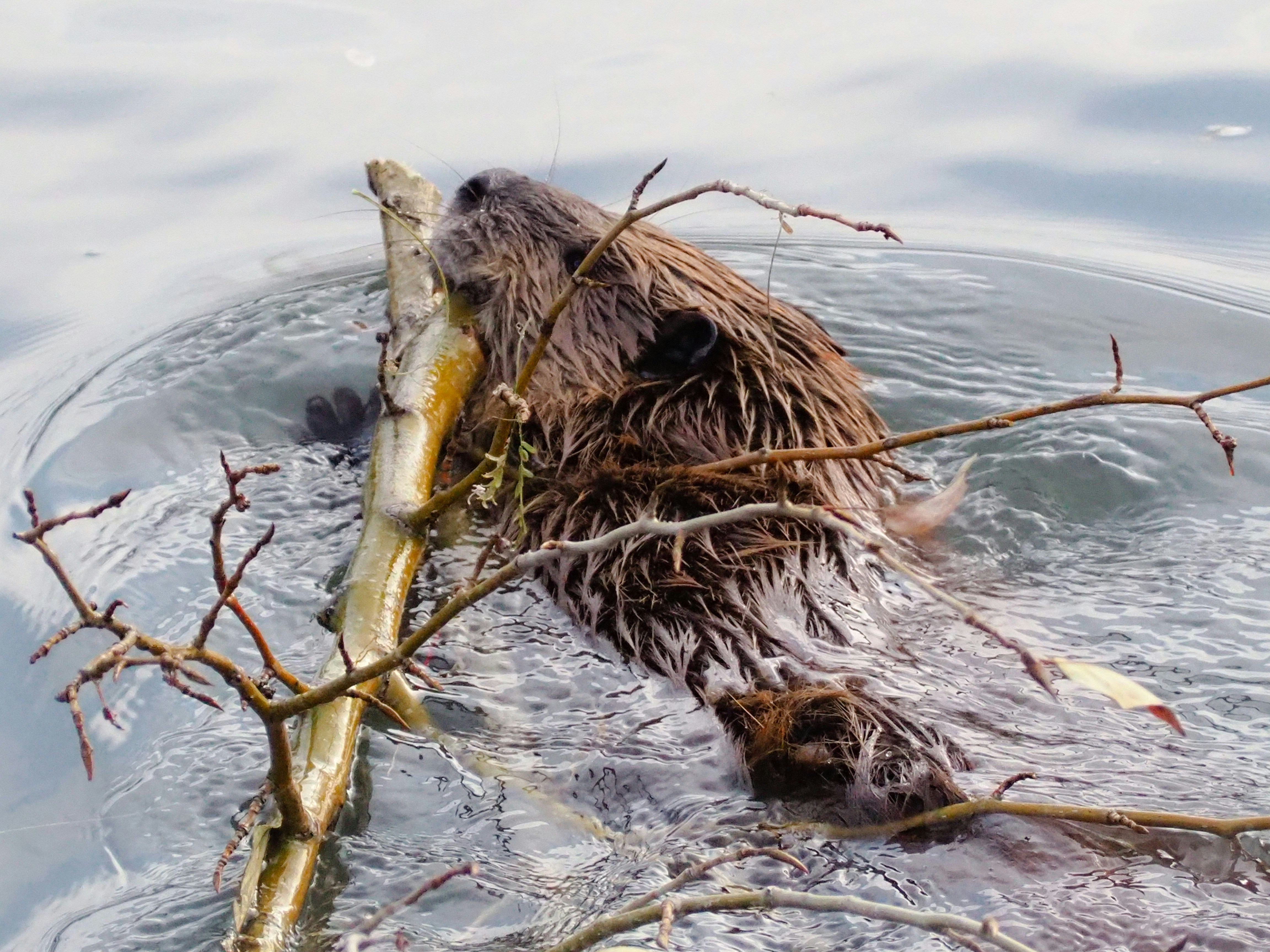Bringing Back the Beavers: A Natural Solution to a Man-Made Crisis