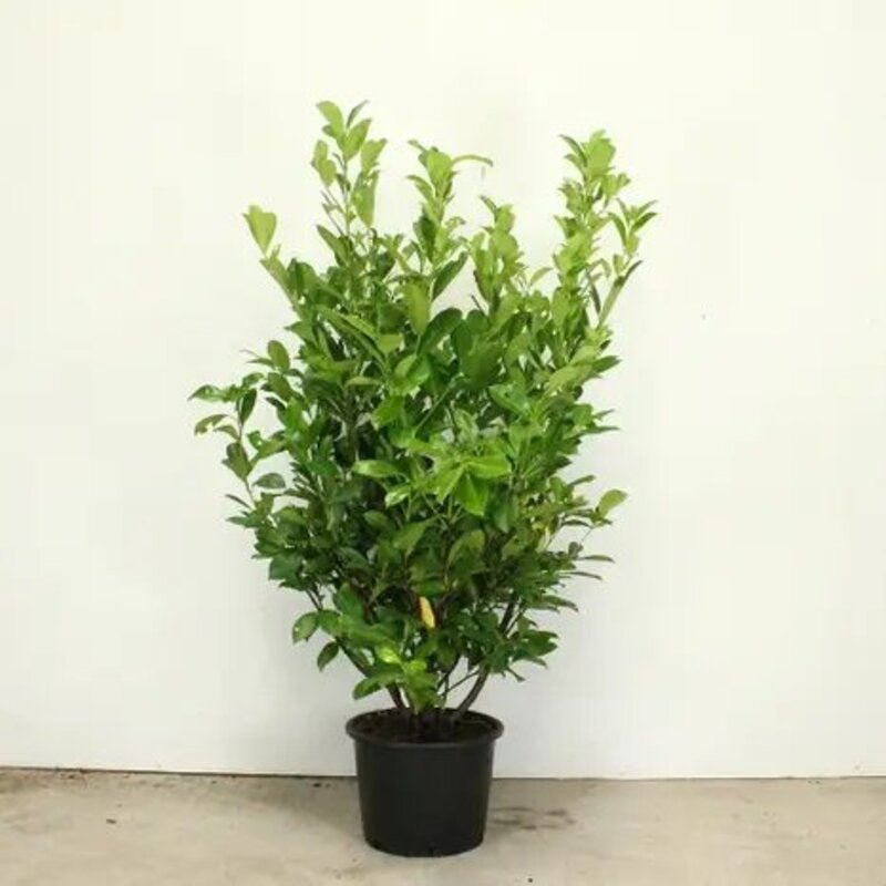 Cherry Laurel may not be the best choice for your garden and here’s why