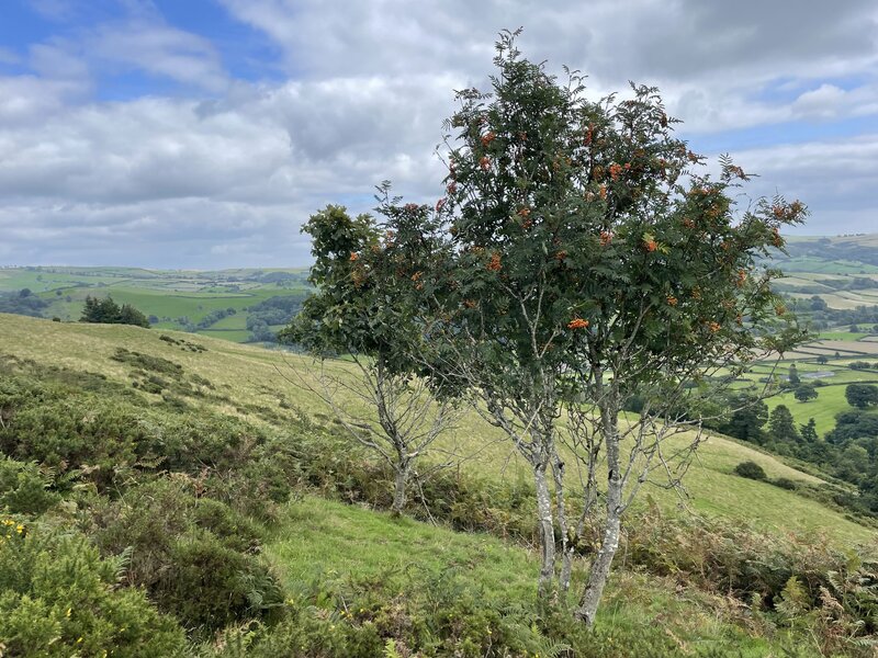 Diweddariad Goetre Wood – Haf 2023