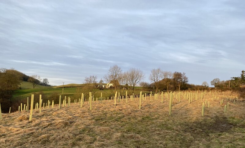 From Complications to Conservation: The Story of Castle Caereinion Smallholding and Protect Earth