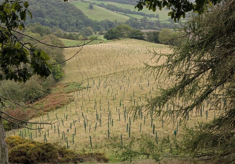 Goytre Wood update: A Welsh woodland in progress