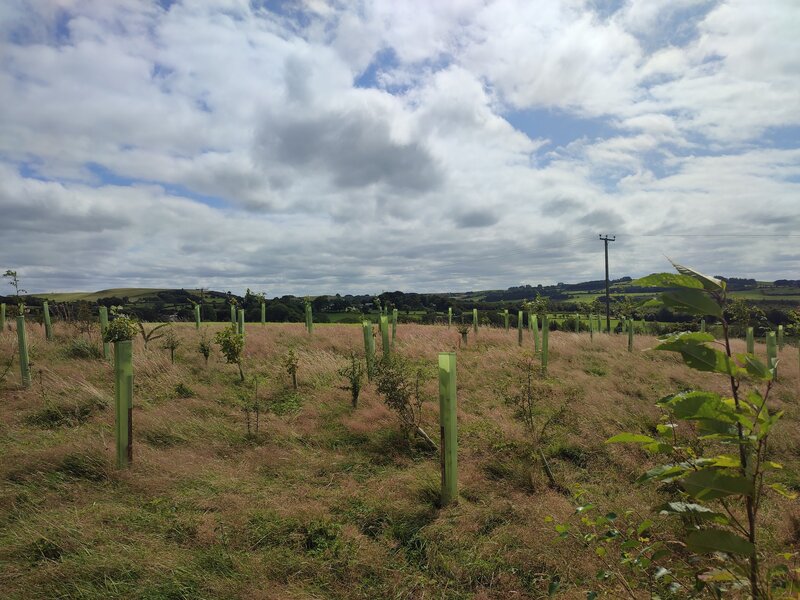 Growing Together: Protect Earth’s Mission to Restore UK Habitats in 2024/25