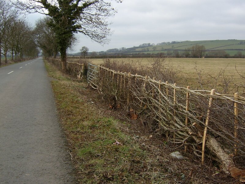 Hedgerows Unveiled: Nature's Multifaceted Allies in the UK Landscape