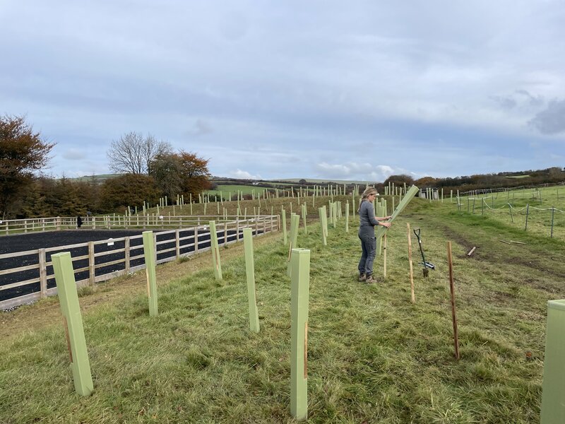 Hoofprint harmony: a smallholding and paddocks in North Devon develops sustainable woodlands to counteract equine impact