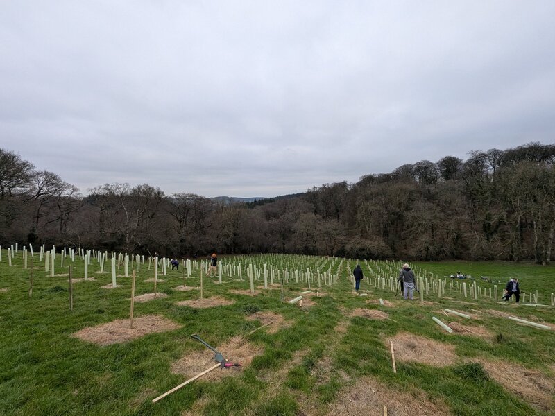 How Protect Earth Helped Grow a Woodland in Devon