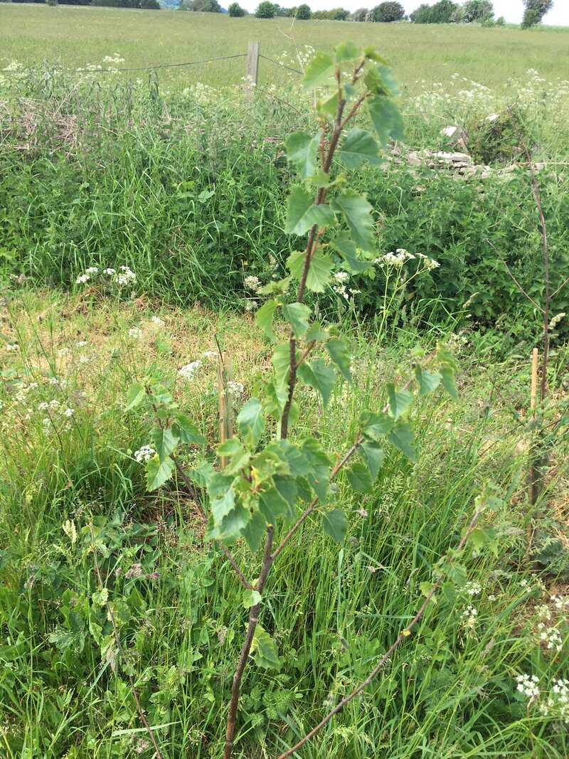 Lower Hampen Farm: An Update