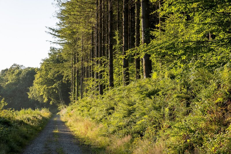 Misconception: Planting in straight lines is lazy or bad