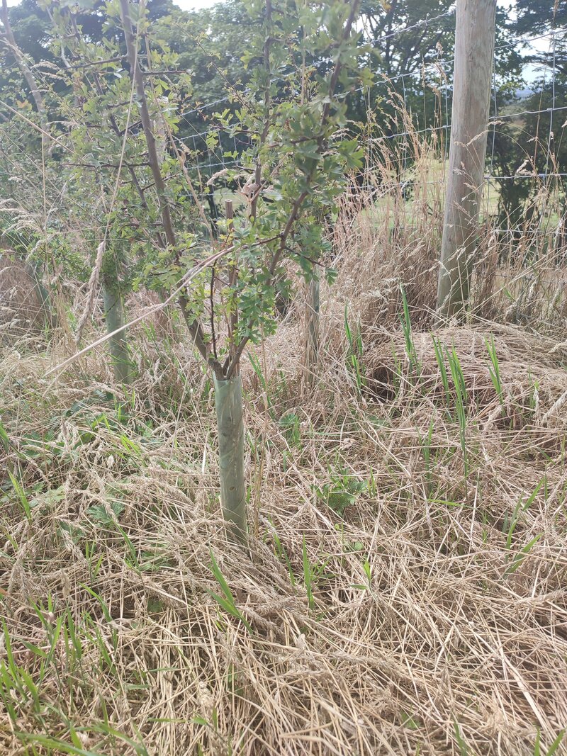 Neglected Plastic Tree Guards Are Turning Forests Into Polluted Landscapes