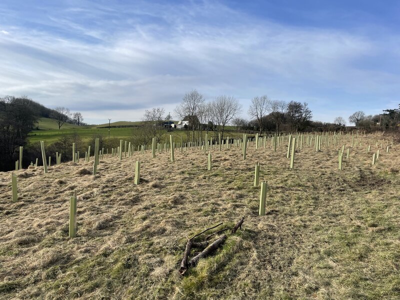 No Trees, No Volunteers, No Problem: A Woodland’s Unlikely Success